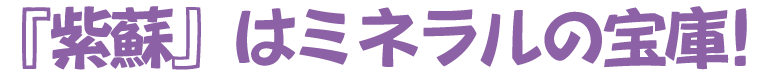 紫蘇はミネラルの宝庫