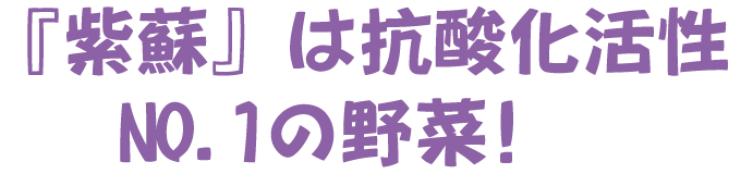 紫蘇は抗酸化活性NO1の野菜