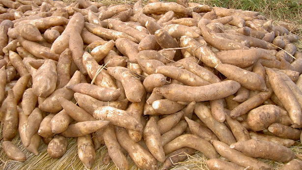 ヤーコン：収穫